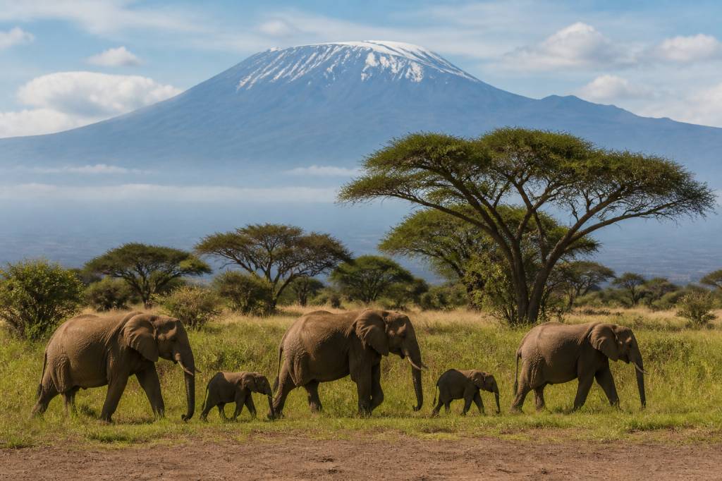 Safari en Tanzanie : les plus beaux parcs à découvrir Safari en Tanzanie : les plus beaux parcs à découvrir